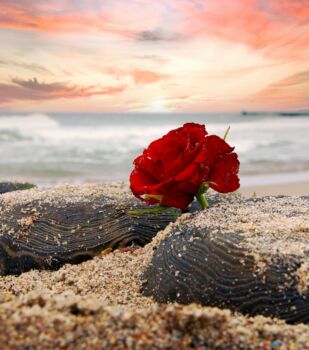 Friedrich Neuhaus Bestattungen - seit 1894